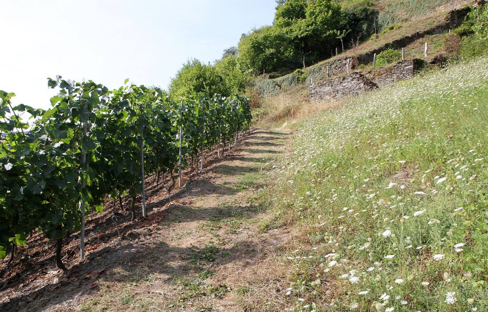 A grassy path between rows of vines on a steep vineyard slope above the Rhine at Oberwesel