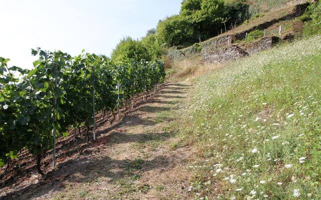 A grassy path between rows of vines on a steep vineyard slope above the Rhine at Oberwesel